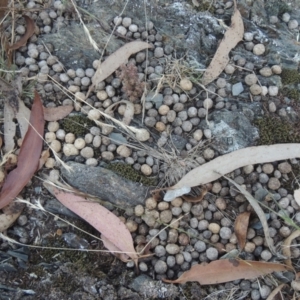 Oryctolagus cuniculus at Brindabella, NSW - 1 Mar 2021