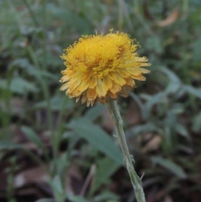 Coronidium monticola (Mountain Button Everlasting) at Brindabella, NSW - 1 Mar 2021 by MichaelBedingfield