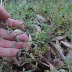Coronidium monticola at Brindabella, NSW - 1 Mar 2021