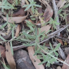 Coronidium monticola at Brindabella, NSW - 1 Mar 2021