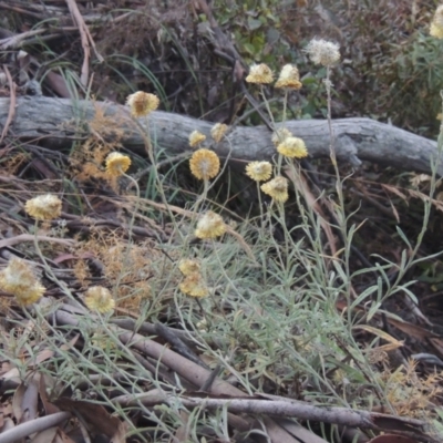 Coronidium monticola (Mountain Button Everlasting) at Brindabella, NSW - 1 Mar 2021 by michaelb