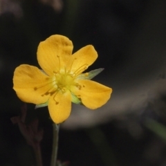 Hypericum gramineum (Small St Johns Wort) at Kambah, ACT - 6 Mar 2021 by BarrieR