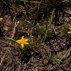 Hypoxis hygrometrica var. hygrometrica (Golden Weather-grass) at Kambah, ACT - 6 Mar 2021 by BarrieR