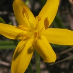 Hypoxis hygrometrica var. hygrometrica at Kambah, ACT - 6 Mar 2021