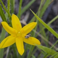 Hypoxis hygrometrica var. hygrometrica at Kambah, ACT - 6 Mar 2021