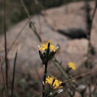 Chondrilla juncea (Skeleton Weed) at Cooleman Ridge - 6 Mar 2021 by BarrieR