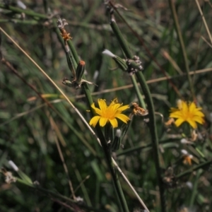 Chondrilla juncea at Tuggeranong DC, ACT - 6 Mar 2021 02:36 PM