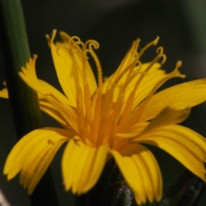 Chondrilla juncea at Tuggeranong DC, ACT - 6 Mar 2021 02:36 PM