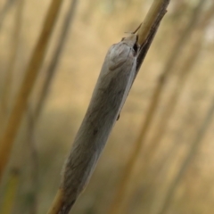 Philobota mathematica group undescribed species. (A concealer moth) at Mulligans Flat - 12 Mar 2021 by Christine