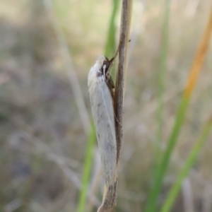 Philobota mathematica group undescribed species. at Forde, ACT - 12 Mar 2021