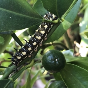 Papilio anactus at Theodore, ACT - 13 Mar 2021