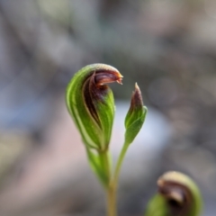 Speculantha rubescens (Blushing tiny greenhood) at Currawang, NSW - 12 Mar 2021 by camcols