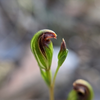 Speculantha rubescens (Blushing Tiny Greenhood) at Currawang, NSW - 12 Mar 2021 by camcols