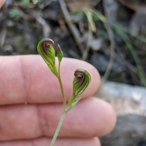 Speculantha rubescens at Currawang, NSW - 13 Mar 2021