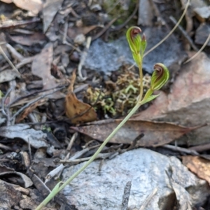 Speculantha rubescens at Currawang, NSW - 13 Mar 2021