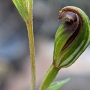 Speculantha rubescens at Currawang, NSW - 13 Mar 2021