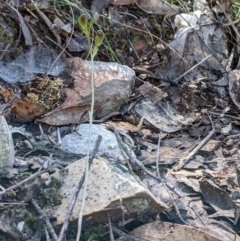 Speculantha rubescens at Currawang, NSW - 13 Mar 2021