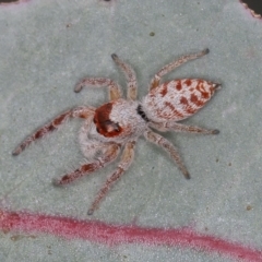 Opisthoncus sp. (genus) (Opisthoncus jumping spider) at Sutton, NSW - 12 Mar 2021 by rawshorty