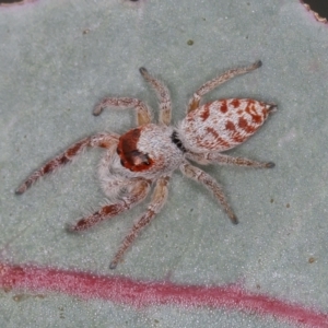 Opisthoncus sp. (genus) at Sutton, NSW - 12 Mar 2021 10:40 AM