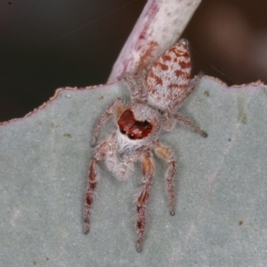 Opisthoncus sp. (genus) at Sutton, NSW - 12 Mar 2021 10:40 AM