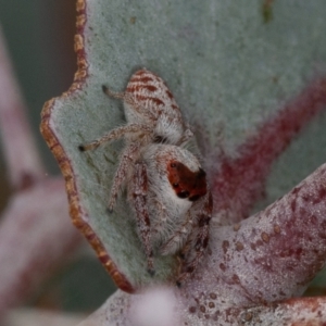 Opisthoncus sp. (genus) at Sutton, NSW - 12 Mar 2021 10:40 AM