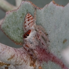 Opisthoncus sp. (genus) at Sutton, NSW - 12 Mar 2021