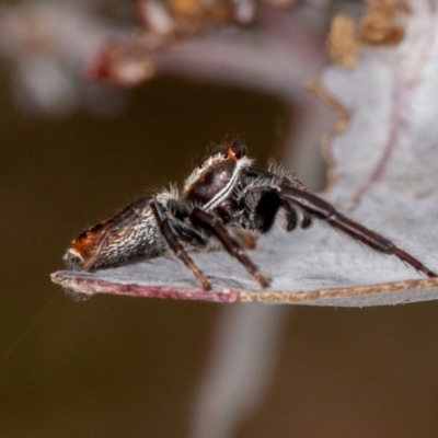 Opisthoncus sp. (genus) (Opisthoncus jumping spider) at Bonner, ACT - 12 Mar 2021 by rawshorty