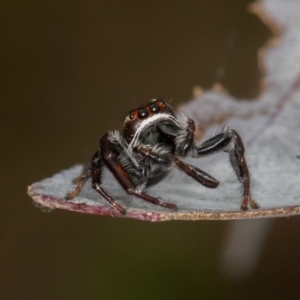 Opisthoncus sp. (genus) at Bonner, ACT - 12 Mar 2021 10:37 AM