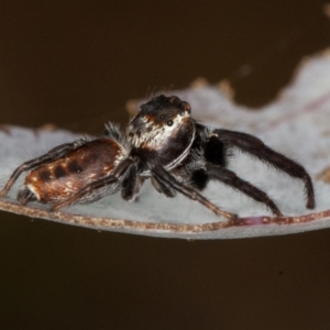 Opisthoncus sp. (genus) at Bonner, ACT - 12 Mar 2021 10:37 AM