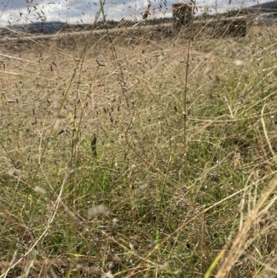 Eragrostis trachycarpa (Rough-grain Lovegrass) at Lyneham, ACT - 13 Mar 2021 by waltraud