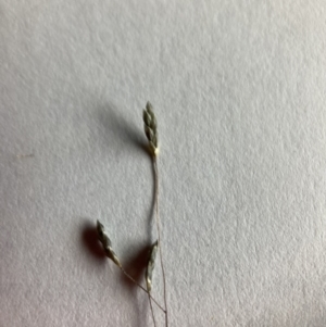 Eragrostis trachycarpa at Lyneham, ACT - 13 Mar 2021