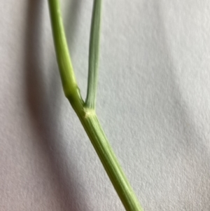 Eragrostis trachycarpa at Lyneham, ACT - 13 Mar 2021