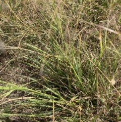 Eragrostis trachycarpa at Lyneham, ACT - 13 Mar 2021