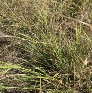 Eragrostis trachycarpa at Lyneham, ACT - 13 Mar 2021