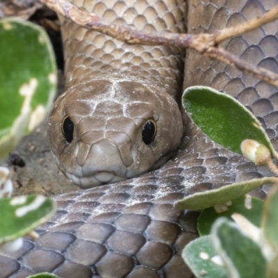 Pseudonaja textilis (Eastern Brown Snake) at ANBG - 11 Mar 2021 by WHall