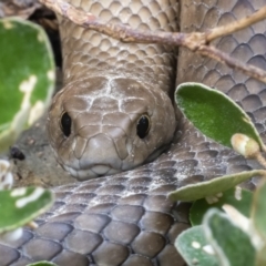 Pseudonaja textilis (Eastern Brown Snake) at Acton, ACT - 11 Mar 2021 by WHall