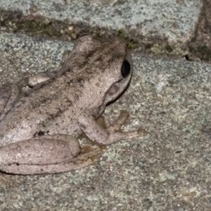 Litoria peronii at Googong, NSW - 8 Mar 2021 09:32 PM