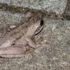 Litoria peronii (Peron's Tree Frog, Emerald Spotted Tree Frog) at Googong, NSW - 8 Mar 2021 by WHall