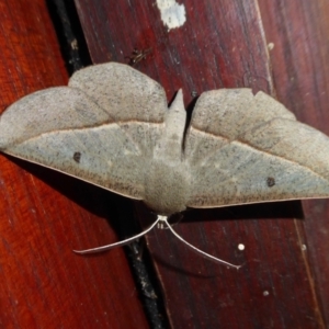 Phallaria ophiusaria at Yass River, NSW - 12 Mar 2021