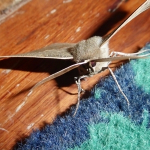 Phallaria ophiusaria at Yass River, NSW - 12 Mar 2021