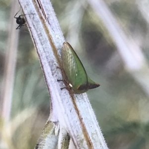 Sextius virescens at Cook, ACT - 13 Mar 2021 05:49 PM