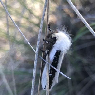 Oenosandra boisduvalii (Boisduval's Autumn Moth) at Mount Painter - 13 Mar 2021 by MattFox