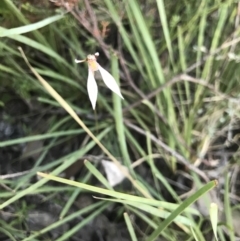 Eriochilus cucullatus (Parson's Bands) at Aranda Bushland - 13 Mar 2021 by MattFox