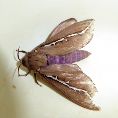 Abantiades sp. (genus) (A Swift or Ghost moth) at Yass River, NSW - 12 Mar 2021 by SenexRugosus