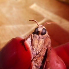 Abantiades sp. (genus) at Yass River, NSW - 12 Mar 2021