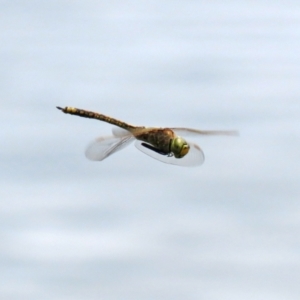 Anax papuensis at Fyshwick, ACT - 12 Mar 2021