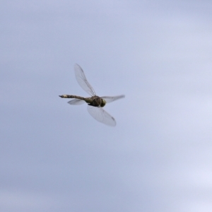 Anax papuensis at Fyshwick, ACT - 12 Mar 2021