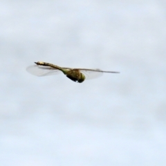 Anax papuensis at Fyshwick, ACT - 12 Mar 2021