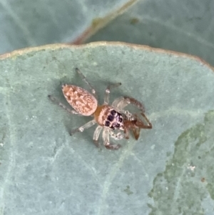 Opisthoncus grassator at Murrumbateman, NSW - 13 Mar 2021 07:05 PM