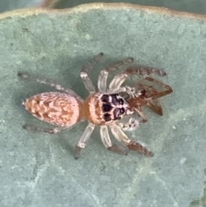 Opisthoncus grassator at Murrumbateman, NSW - 13 Mar 2021 07:05 PM